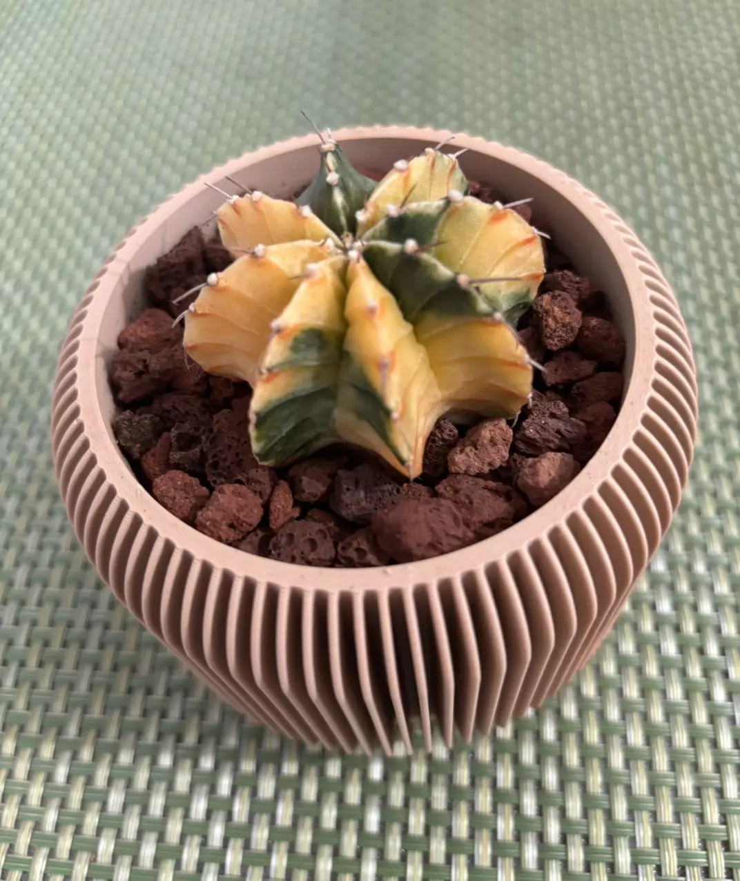 Beautiful Gymnocalycium 😍 thumbnail