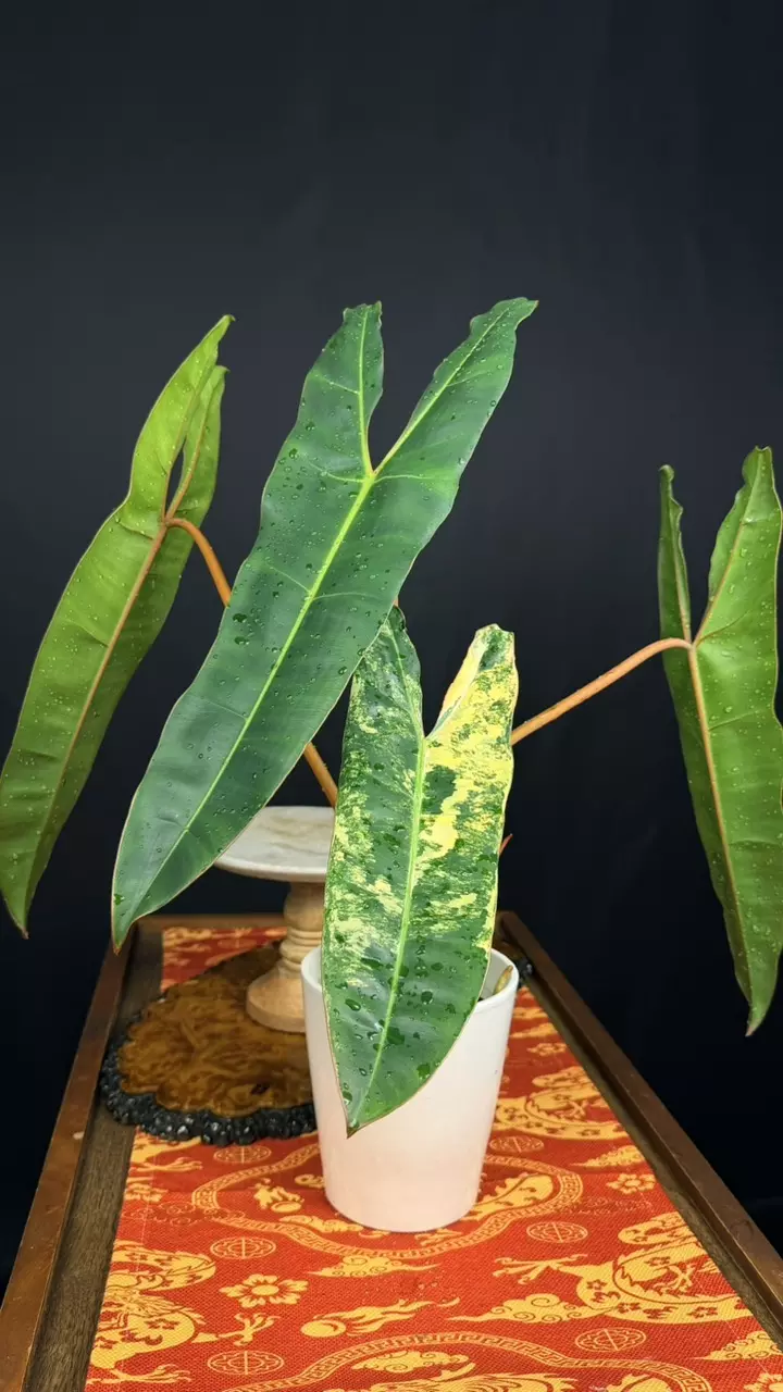 126 Philodendron Billietiae (reversed), Size L thumbnail