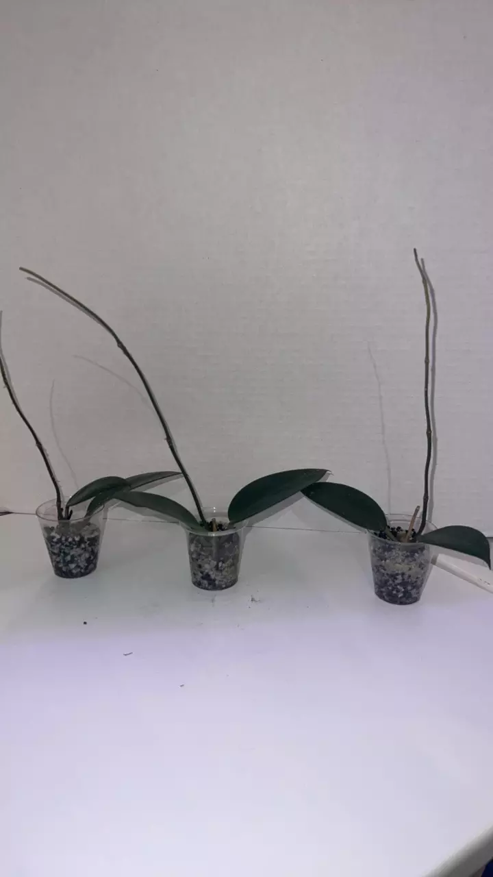 Hoya Parasitica Splash 2 leafers (Mazzies Hoyas) thumbnail