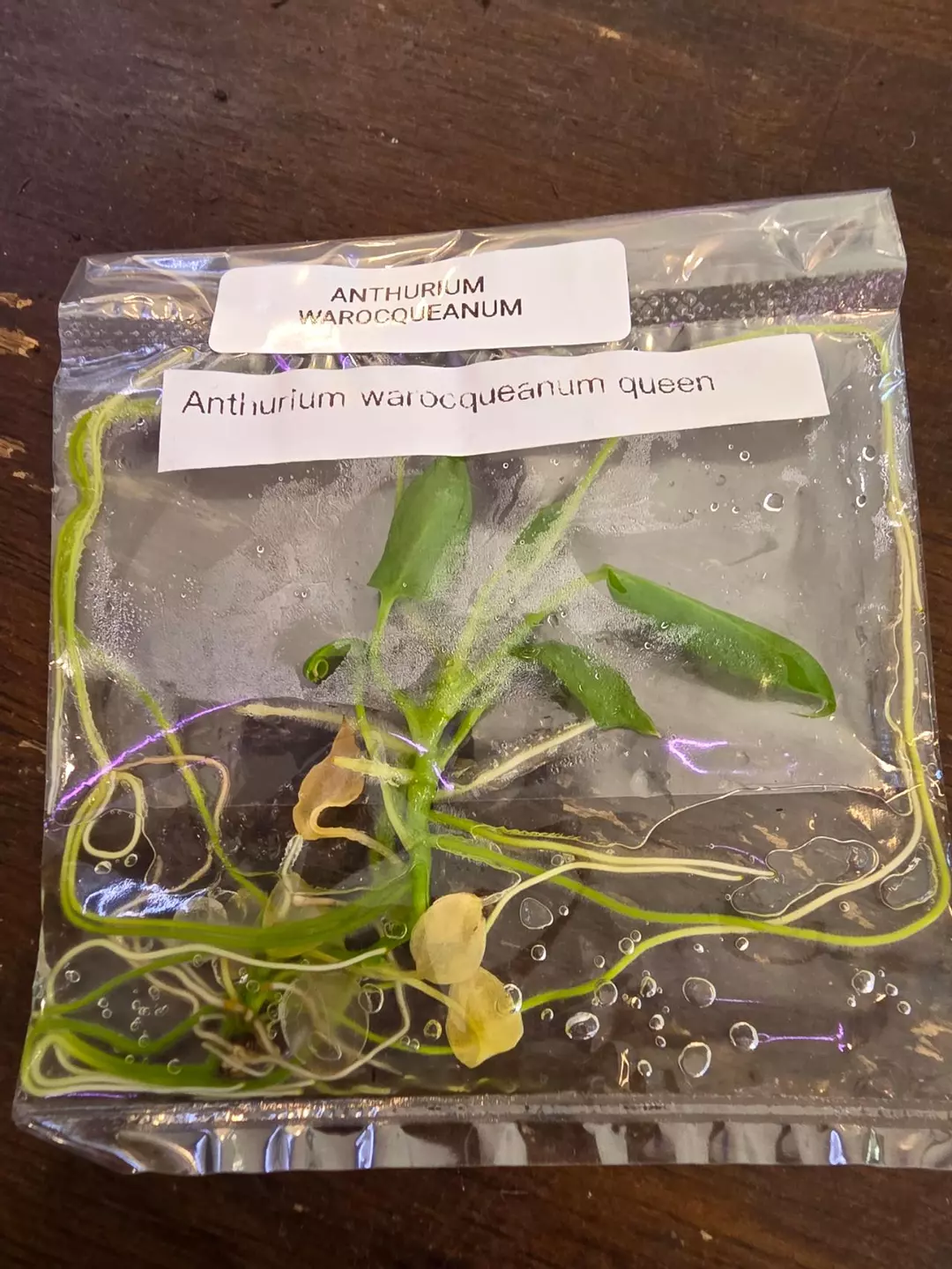 anthurium warocqueanum tc thumbnail