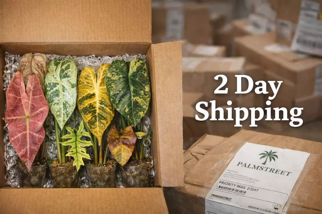 2 Day Shipping thumbnail