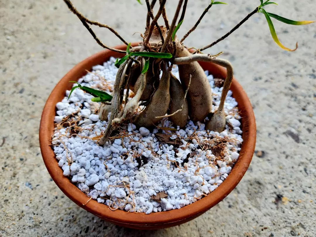 Euphorbia Hedyotoides thumbnail