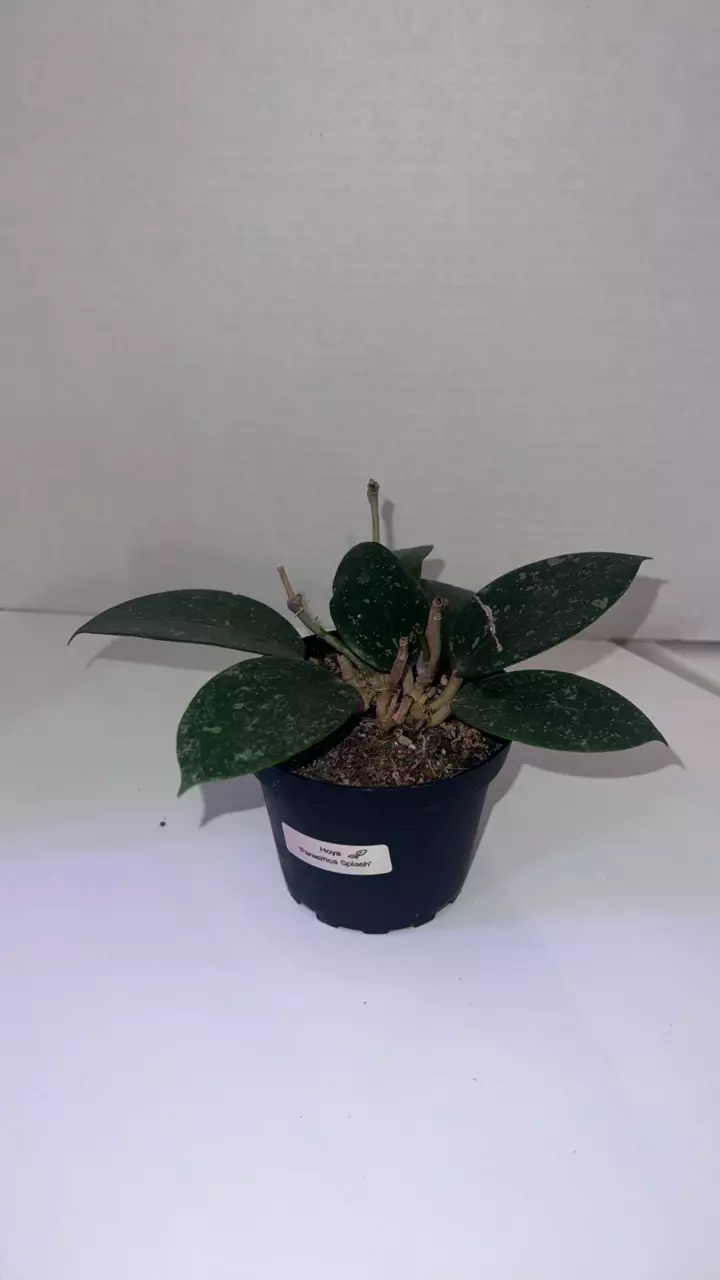 Hoya Parasitical Splash (Mazzies Hoya) thumbnail