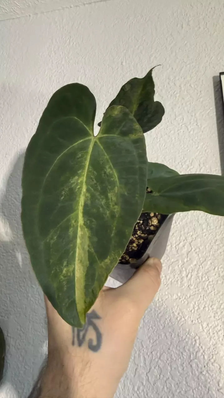 Anthurium variegated  Crystallinum s1 thumbnail