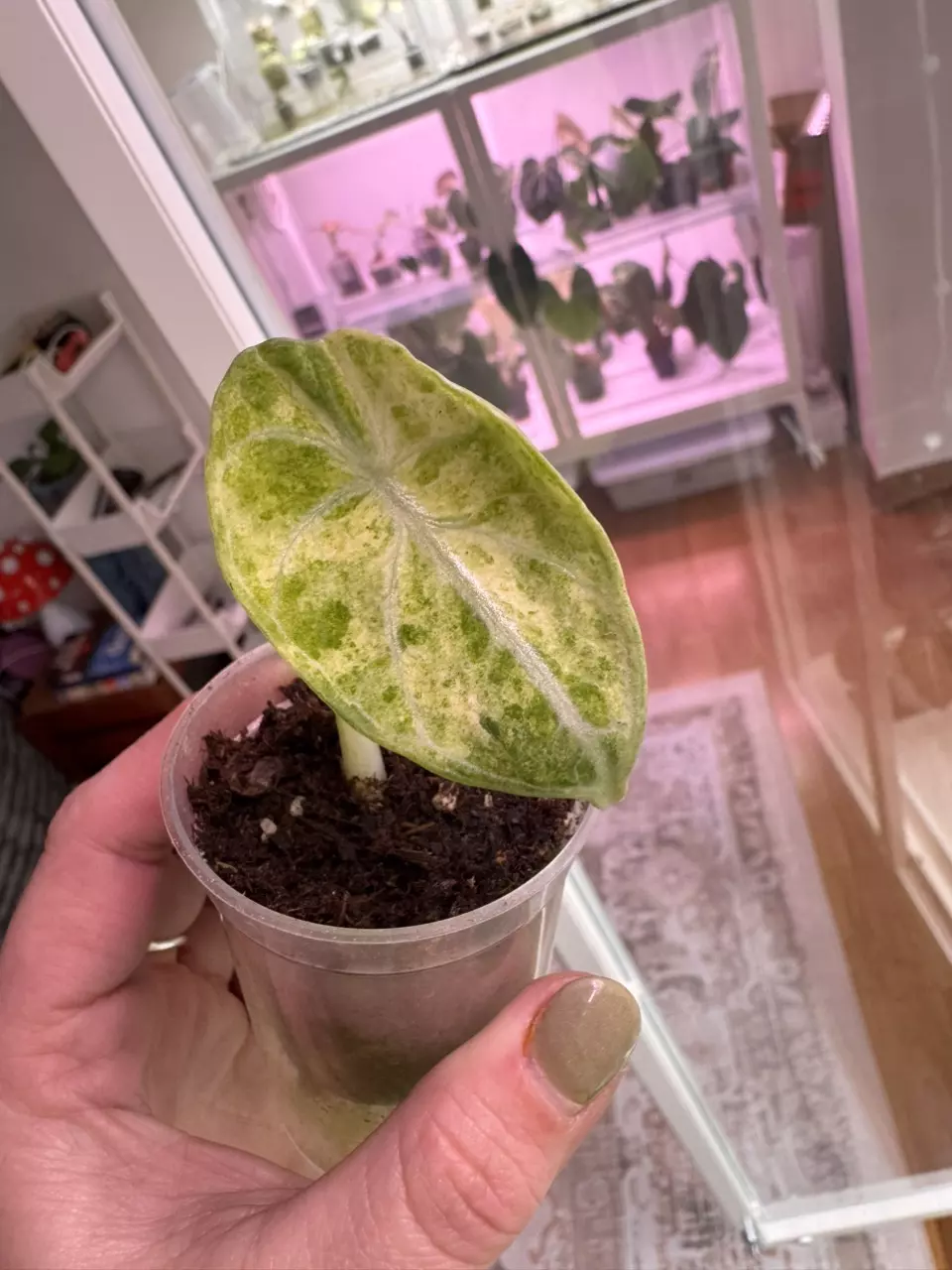 Ninja Tri Color Pup thumbnail