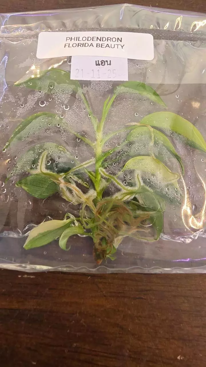 philodendron Florida beauty tc thumbnail