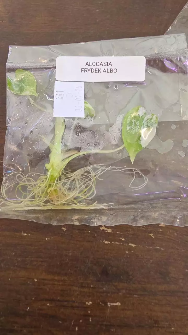 alocasia frydek albo import tc thumbnail