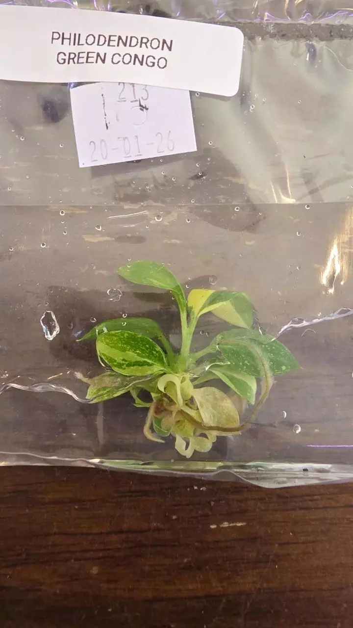 philodendron green congo tc thumbnail