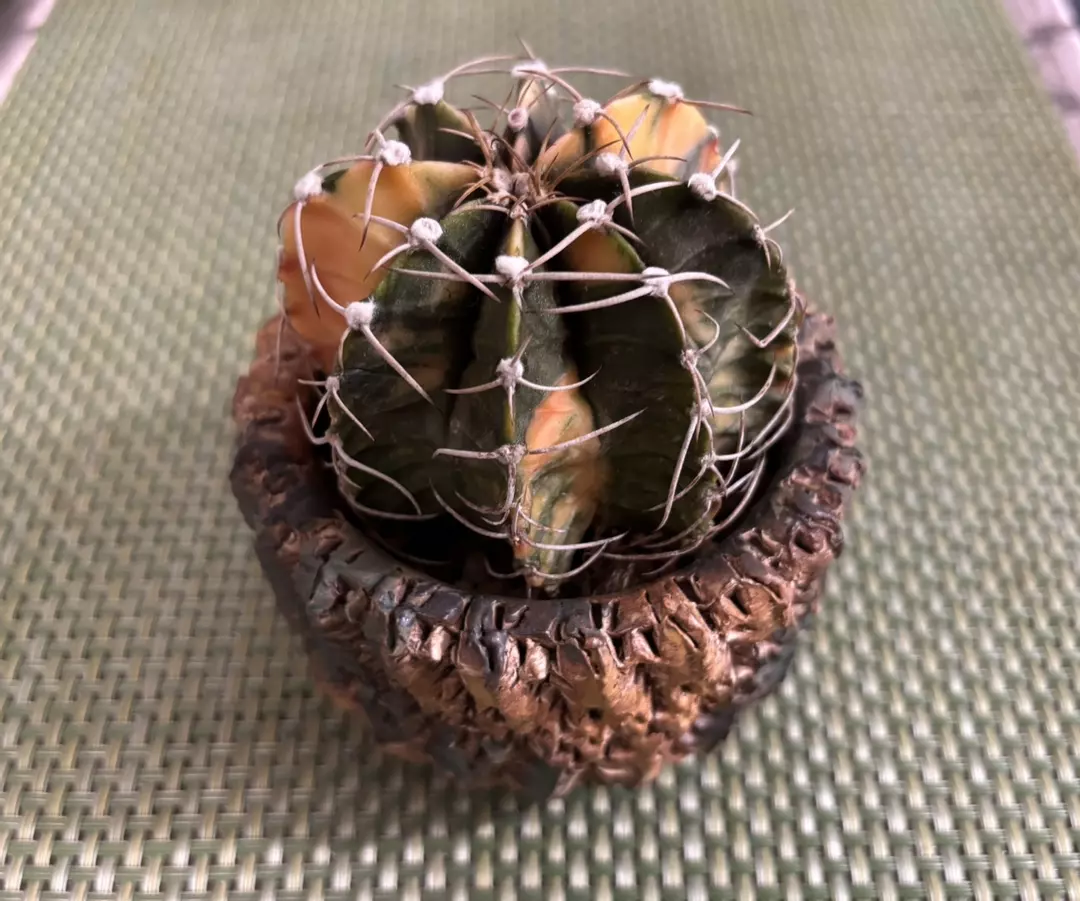 Gymnocalycium thumbnail