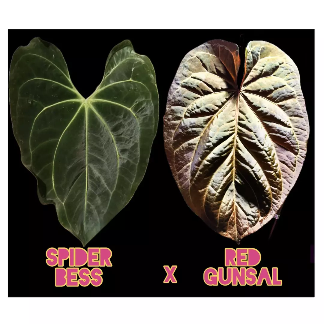 Spider Bess x Red Gunsal Anthurium Seedling thumbnail