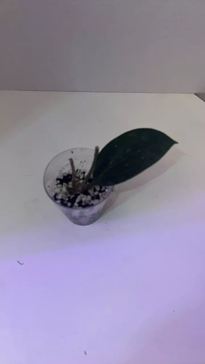 Hoya Parasitica Splash 1 leafer (Mazzies Hoya) thumbnail