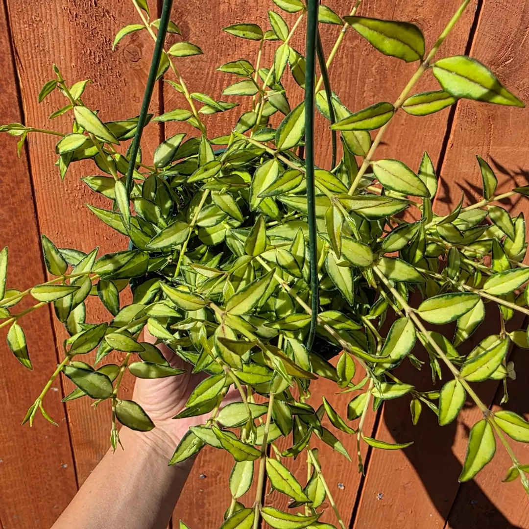 Variegated Hoya Bella 'Luis bois' in 6" Hanging Pot | Fully Rooted and Growing thumbnail
