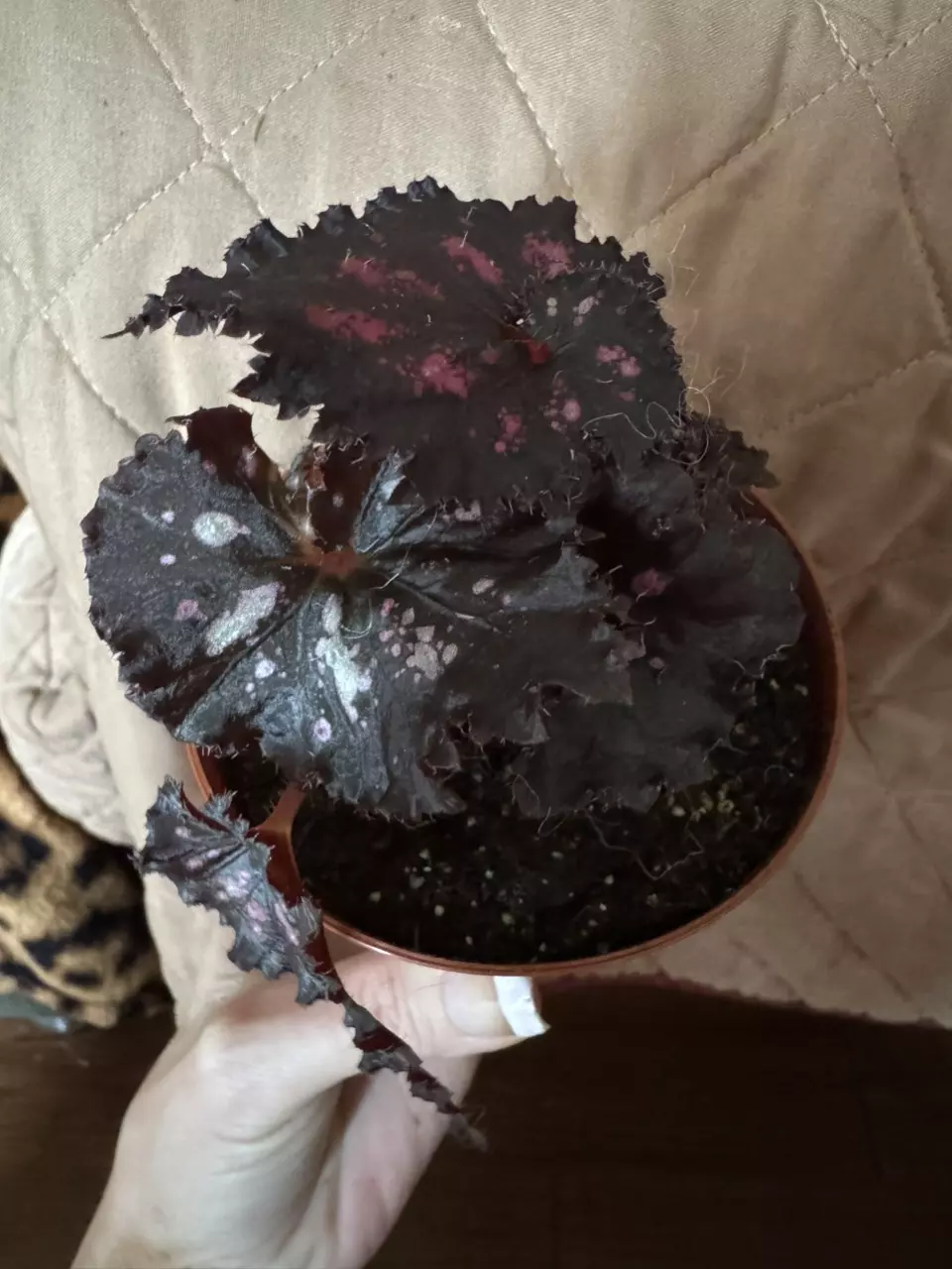 Midnight madness Begonia thumbnail