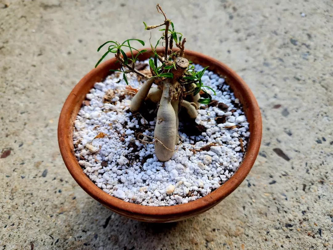 Euphorbia Hedyotoides thumbnail