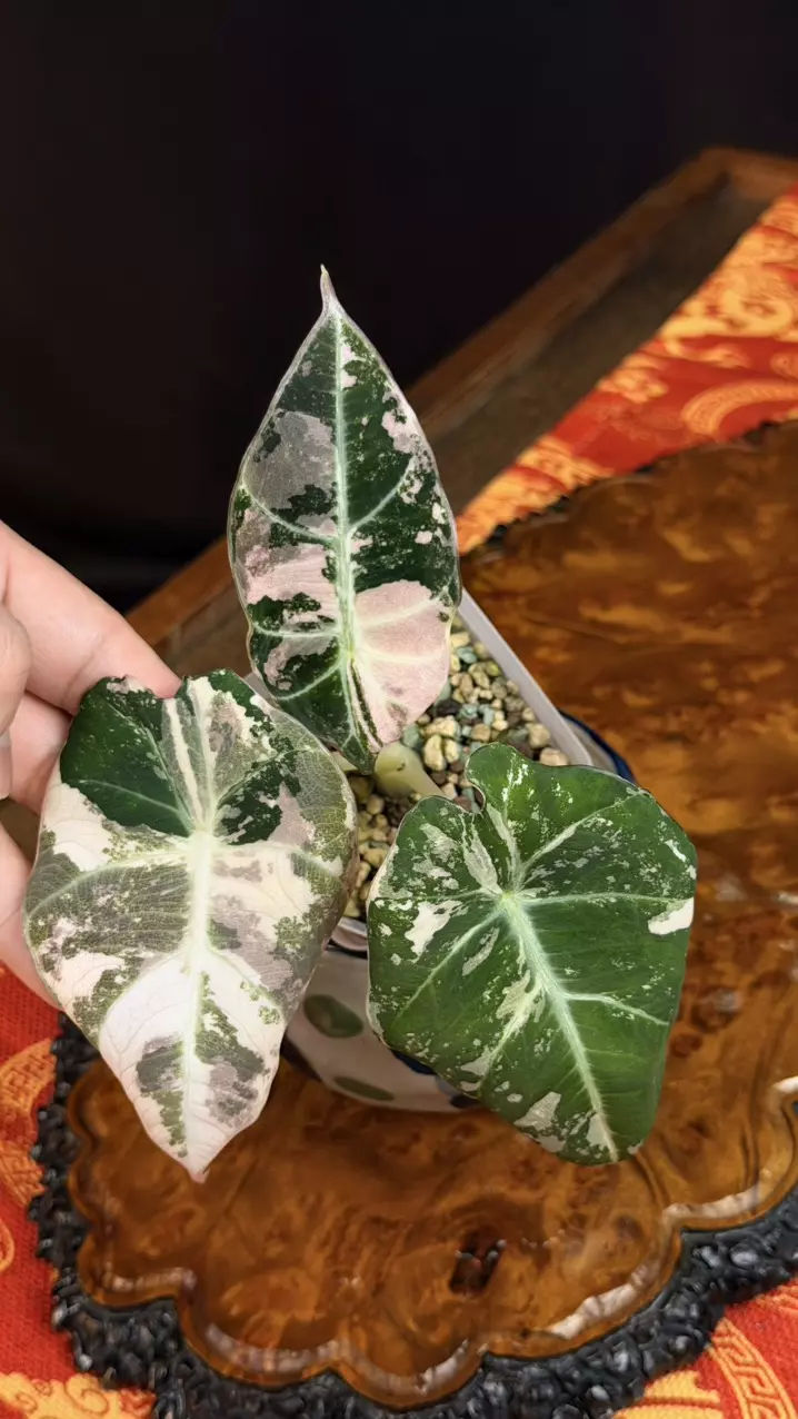 142 Alocasia Black Velvet Gold variegated, Size M thumbnail