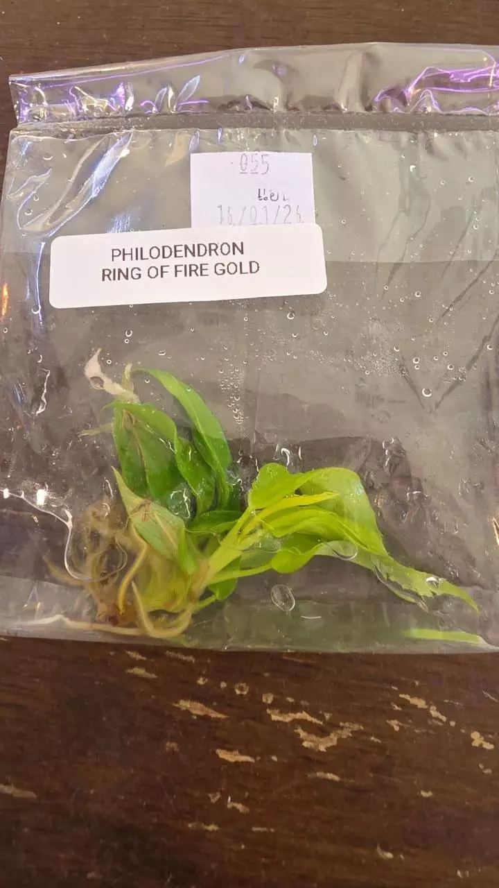 philodendron ring of fire gold thumbnail