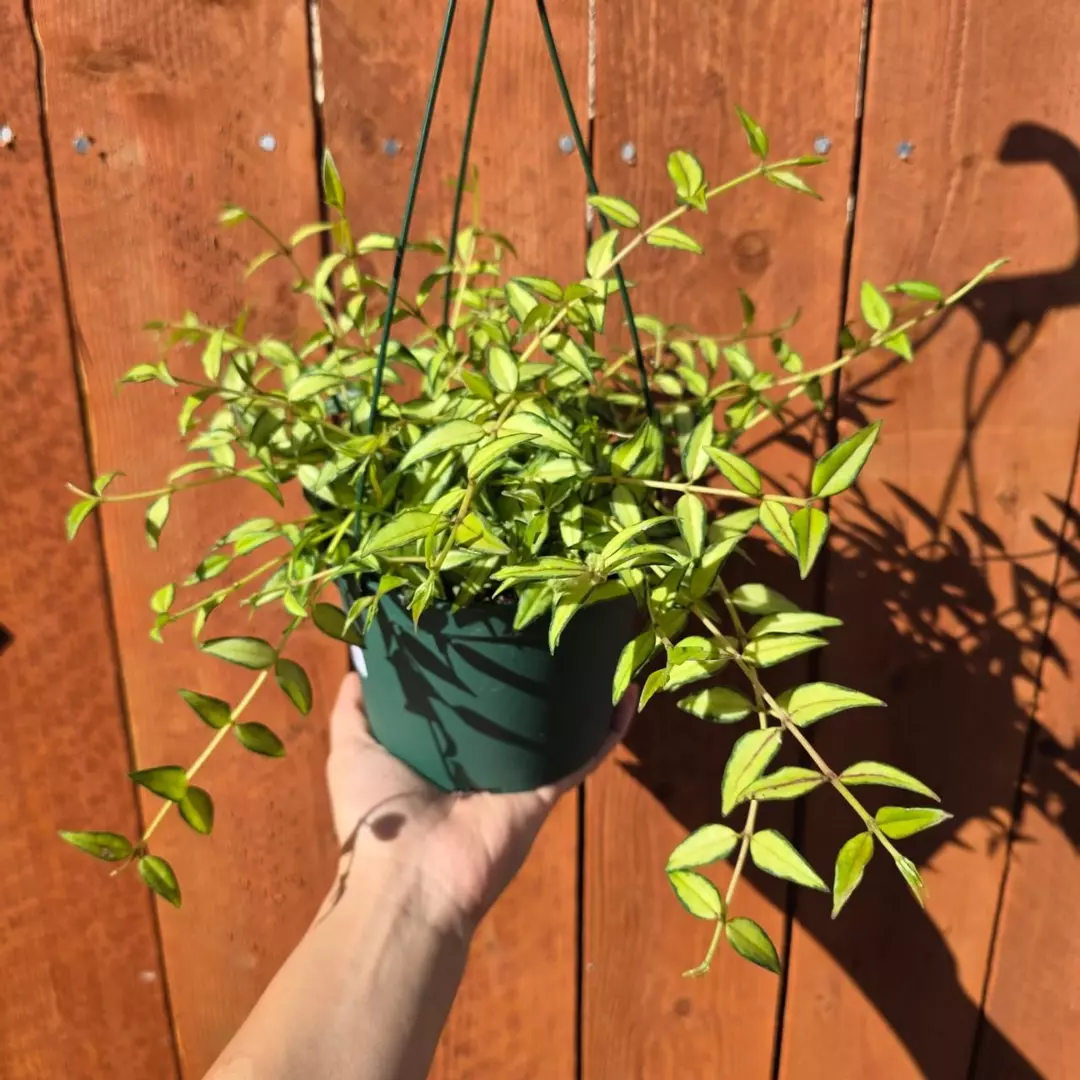Variegated Hoya Bella 'Luis bois' in 6" Hanging Pot | Fully Rooted and Growing thumbnail