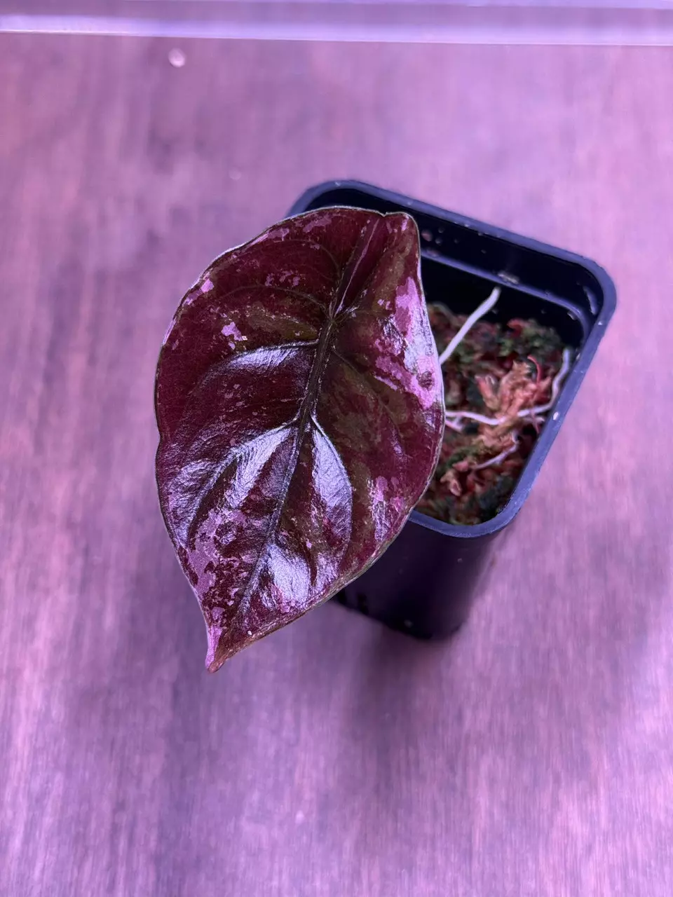 Alocasia cuprea true albo pink corm grown pup thumbnail