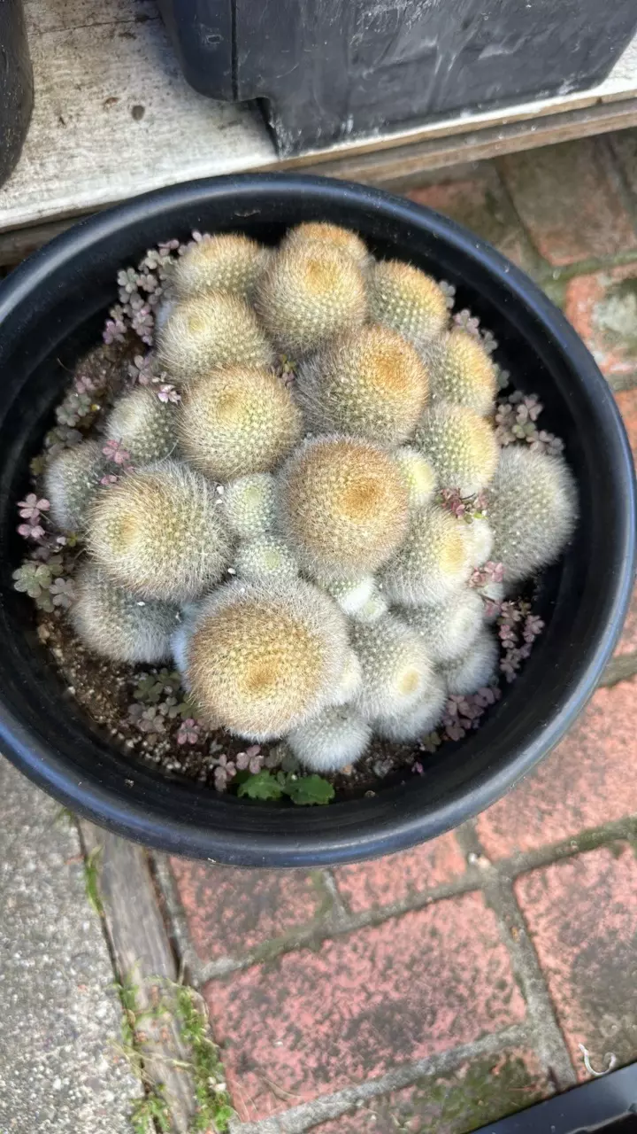 Rebutia musculosa in 5 gallon pot thumbnail
