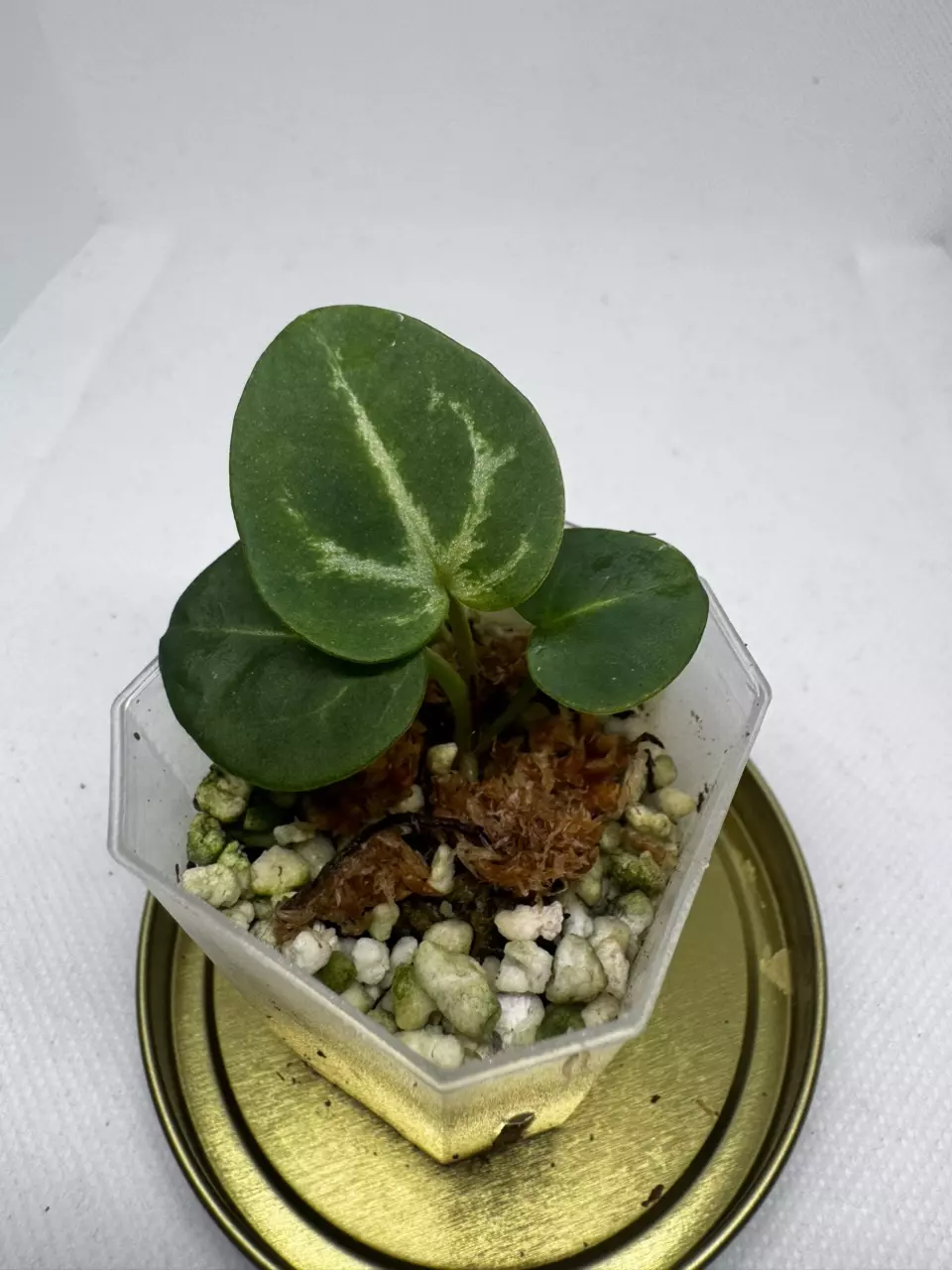 Wonderboy Pink thumbnail