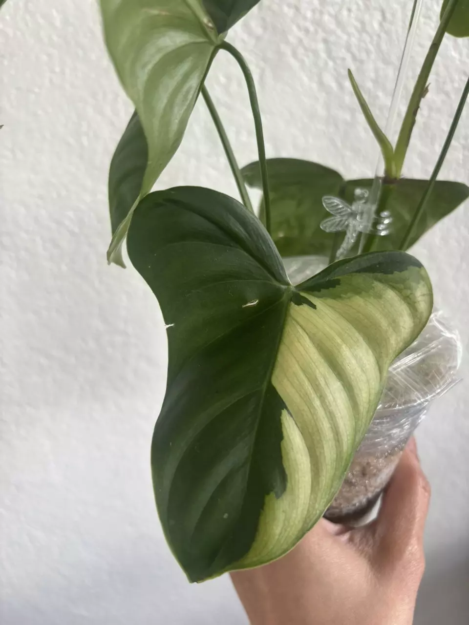 Oxapanpese thumbnail