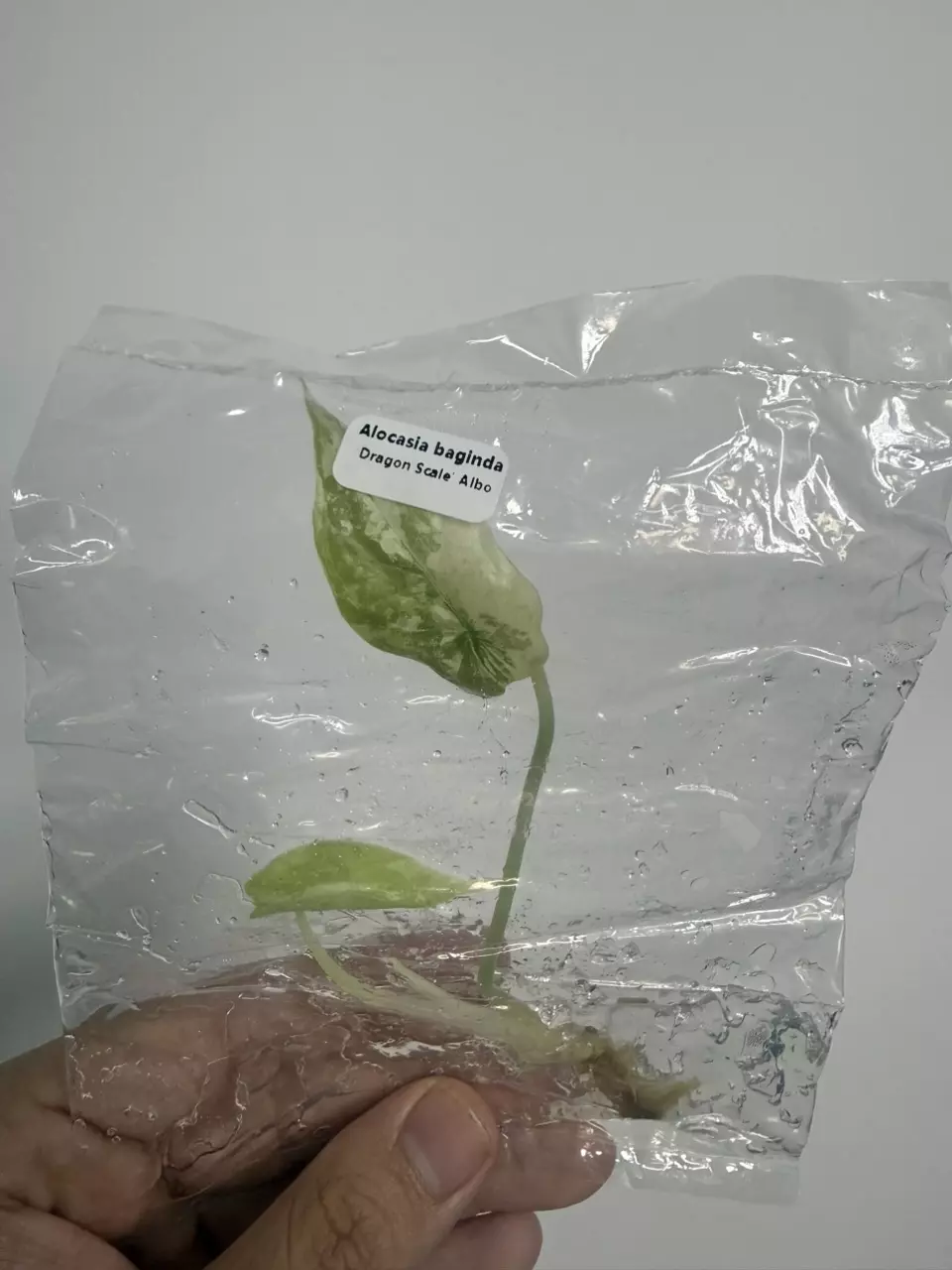 Alocasia baginda Dragon Scale Albo V (TC) thumbnail