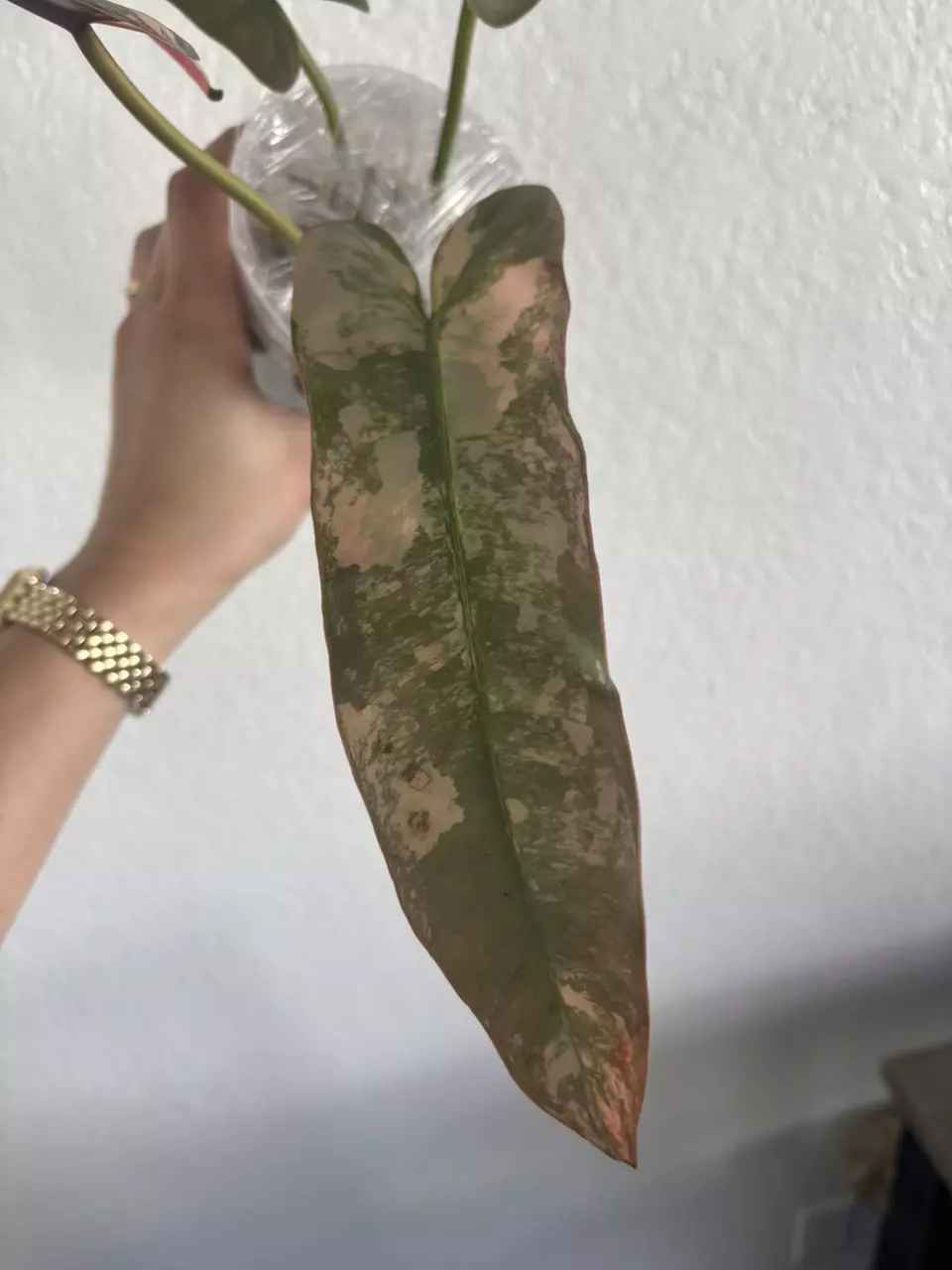 Atabapoense thumbnail