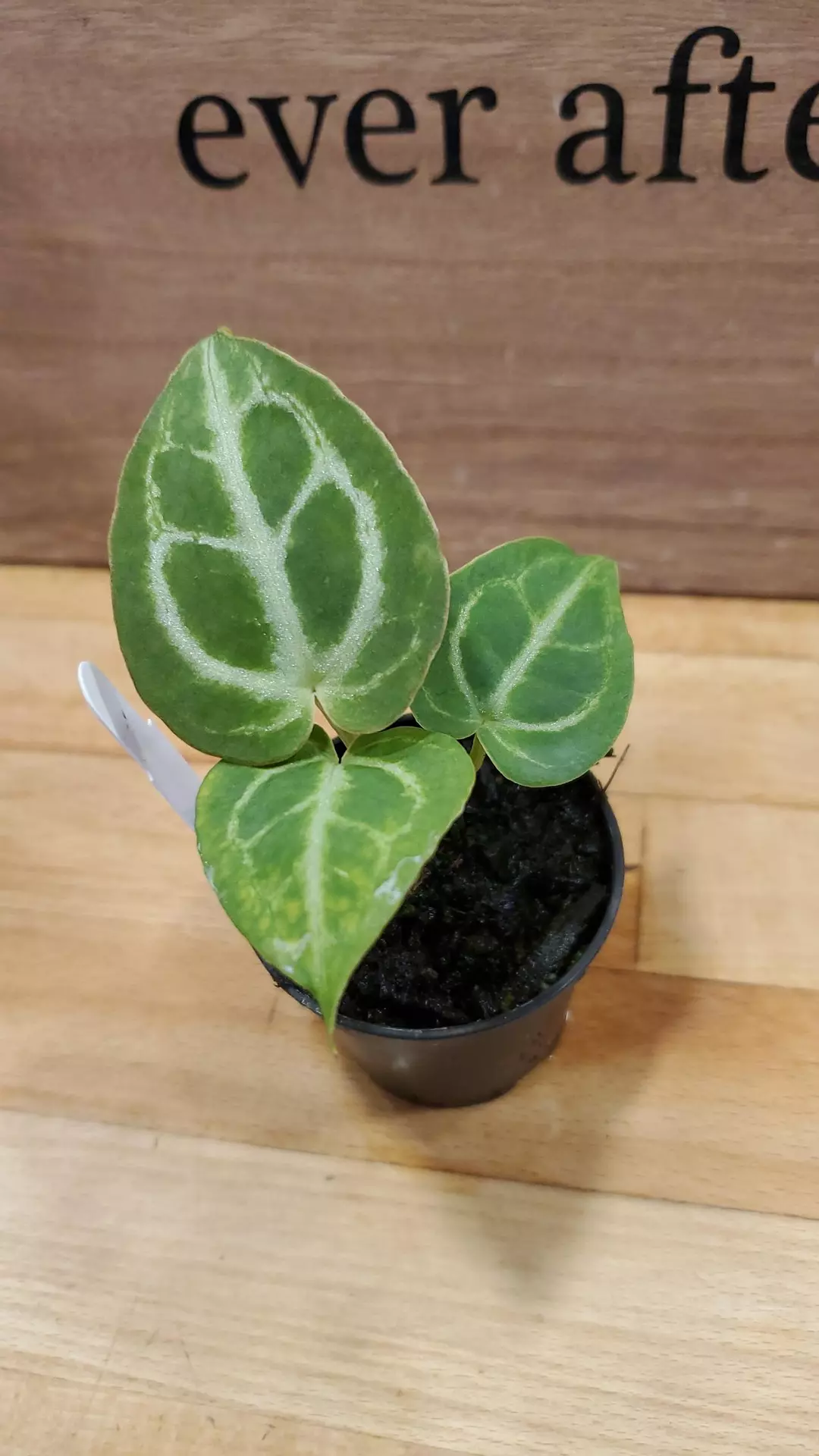 Anthurium Magnificum x Crystallinum thumbnail