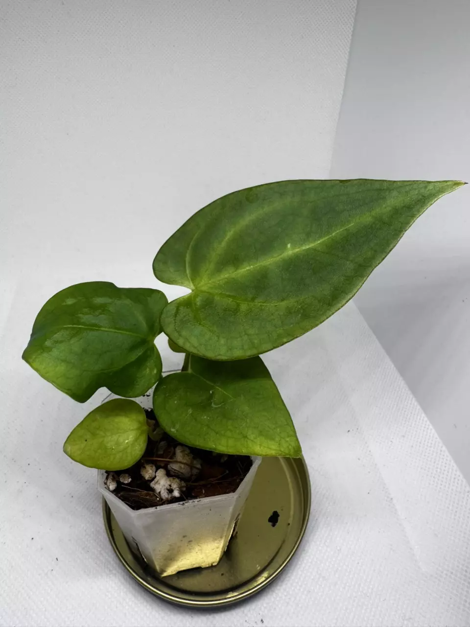 Anthurium Papillilaminum thumbnail