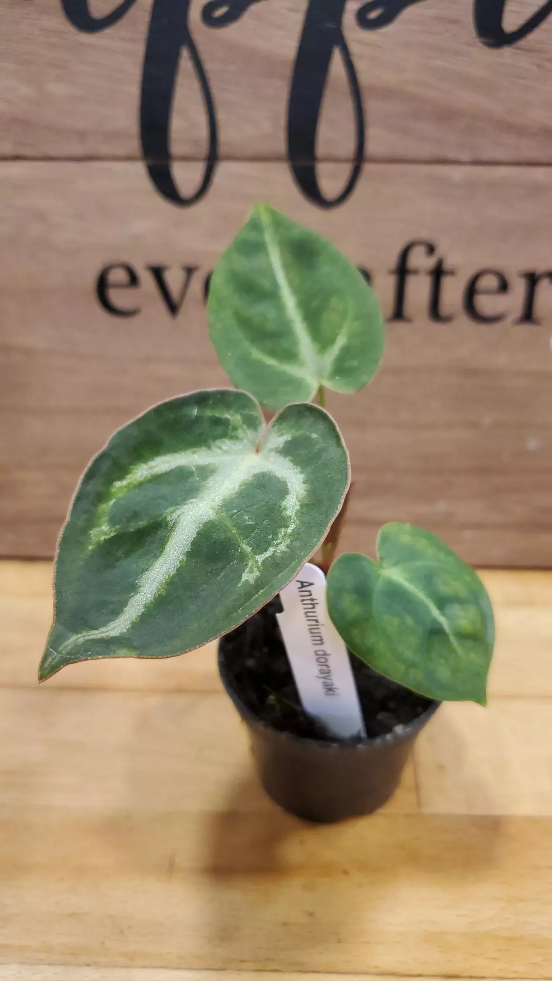Anthurium Dorayaki thumbnail