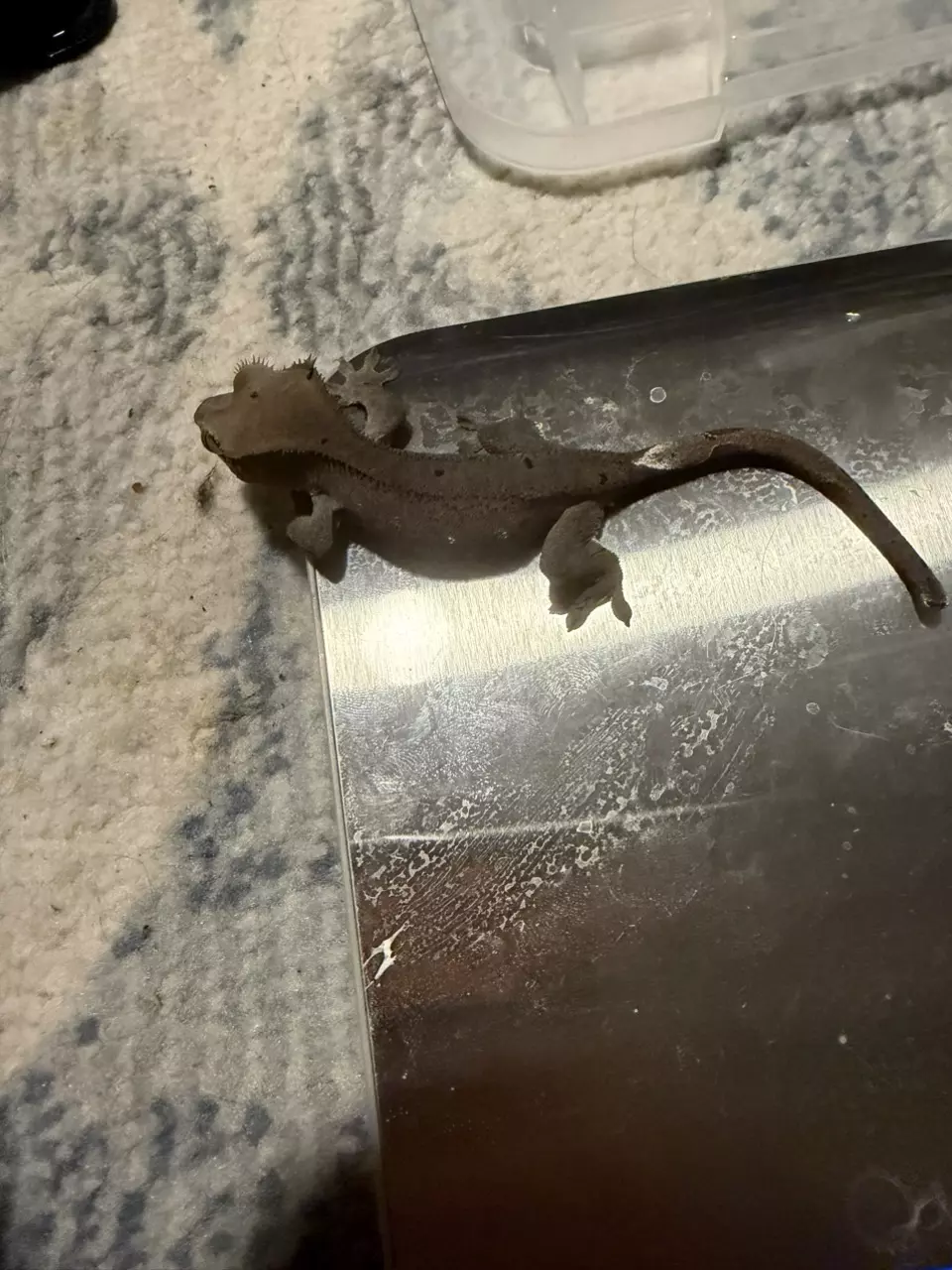 Anarchy- Visual Axanthic with Portholes thumbnail