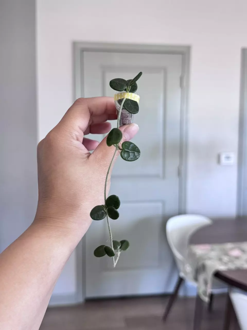 Hoya Tengchongensis (rooted) thumbnail