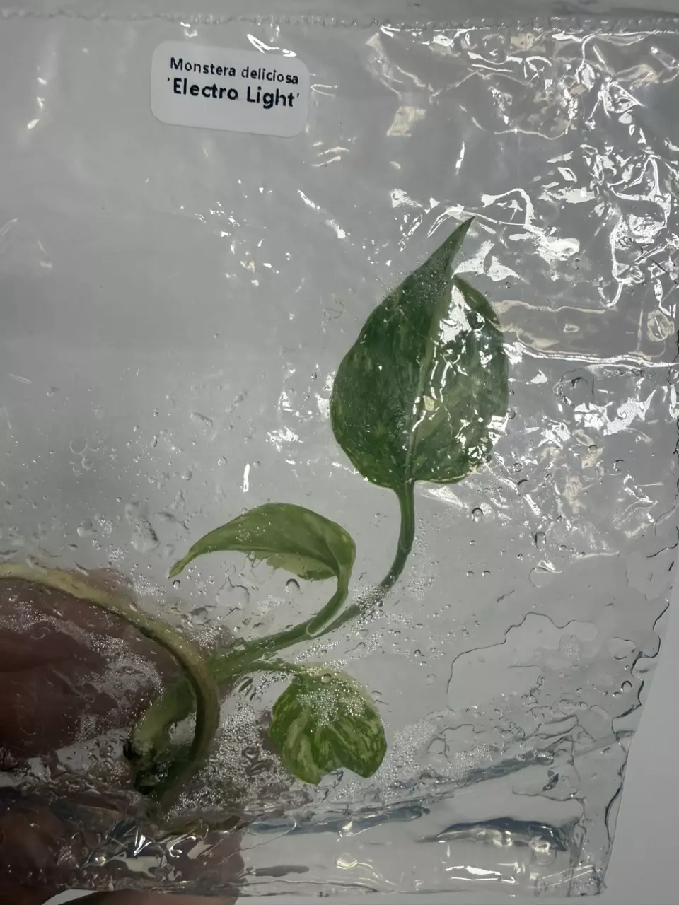 Monstera deliciosa Electro Light V (TC) thumbnail