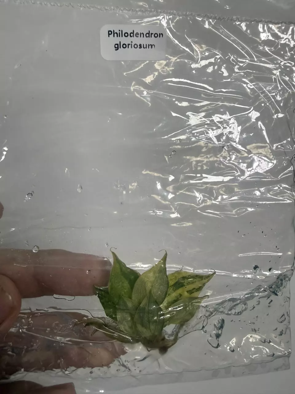 Philodendron Gloriosum V (TC) thumbnail