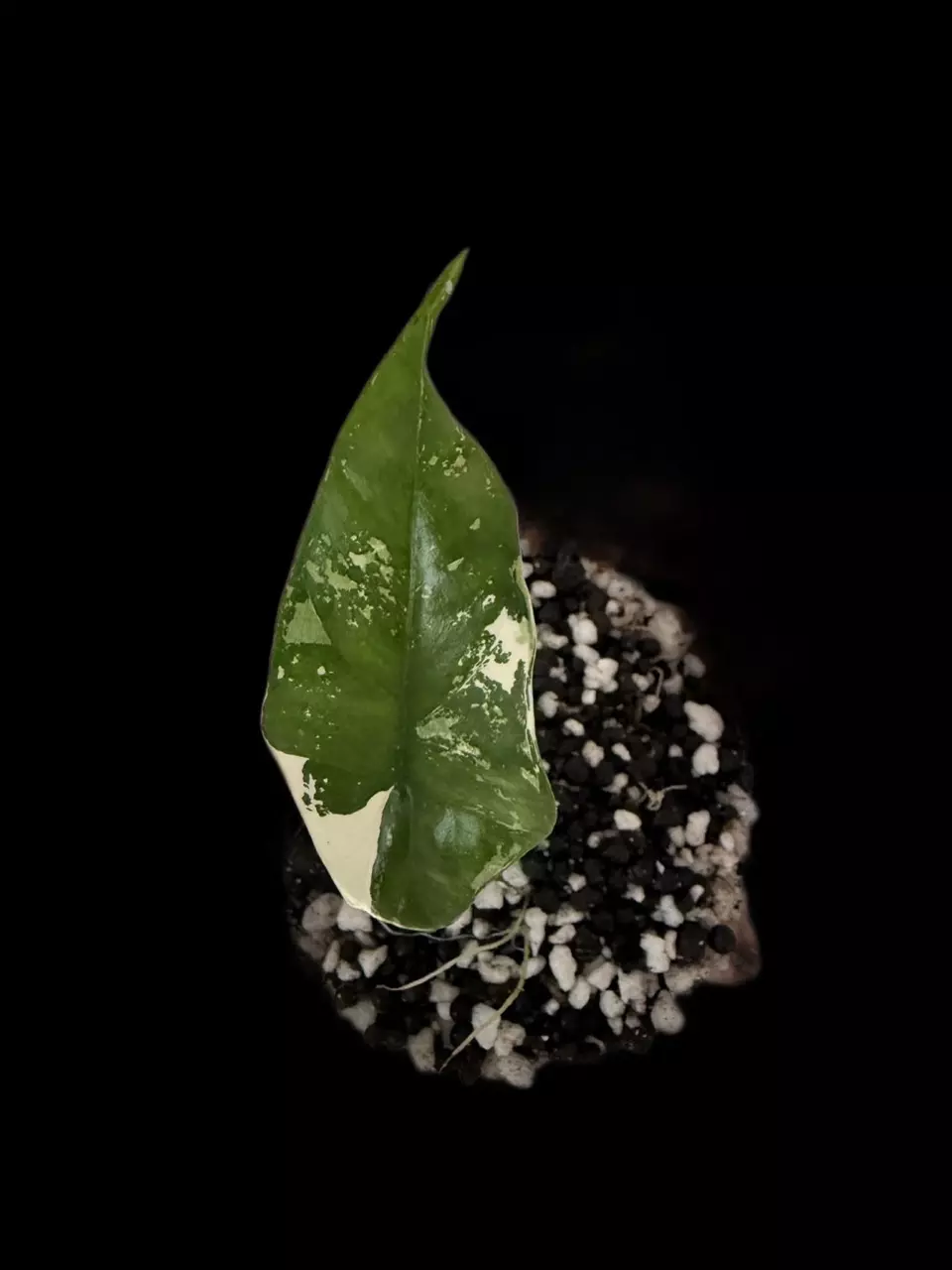 Simpo Albo Alocasia (B) thumbnail