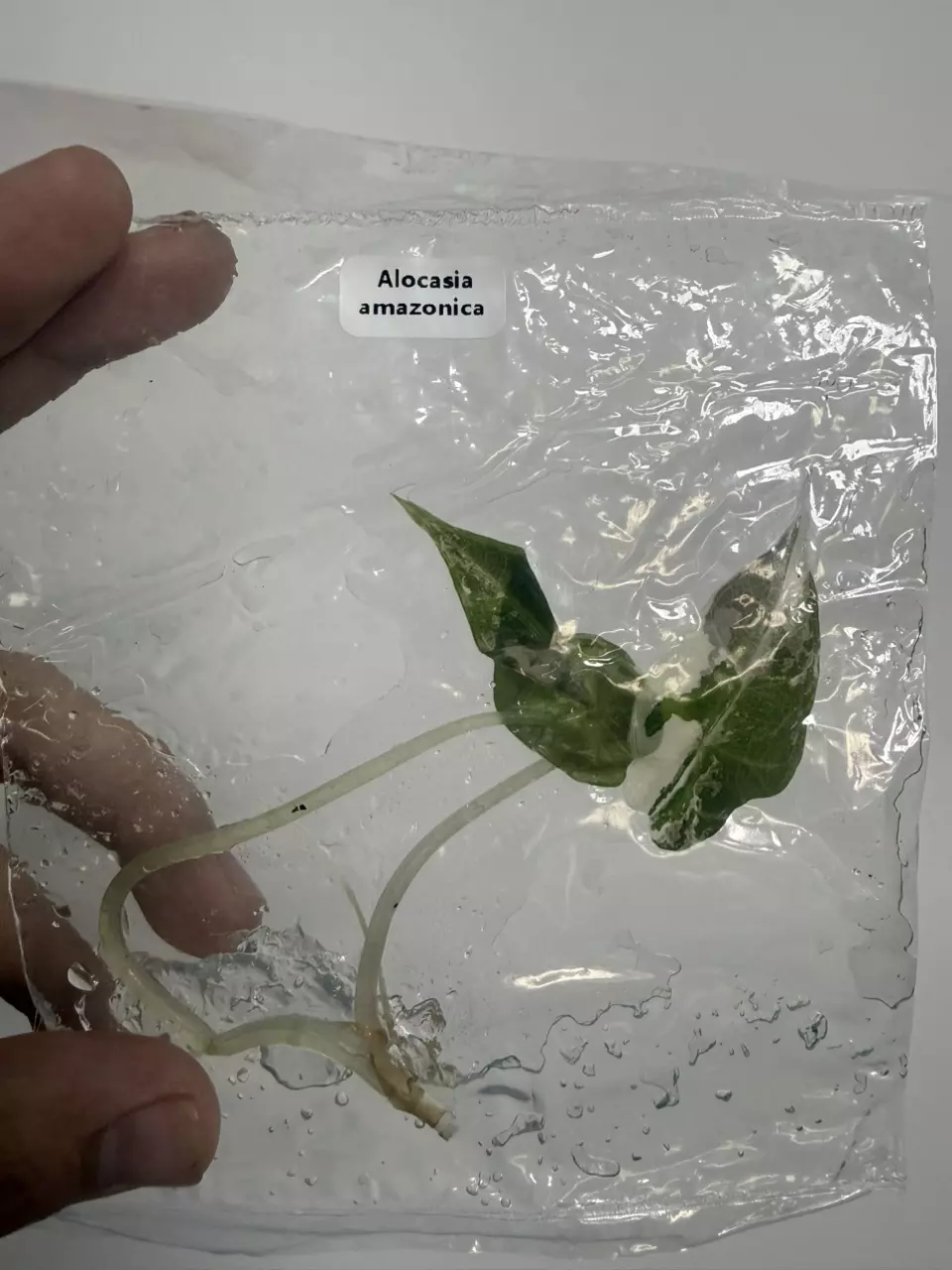 Alocasia Amazonica V (TC) thumbnail
