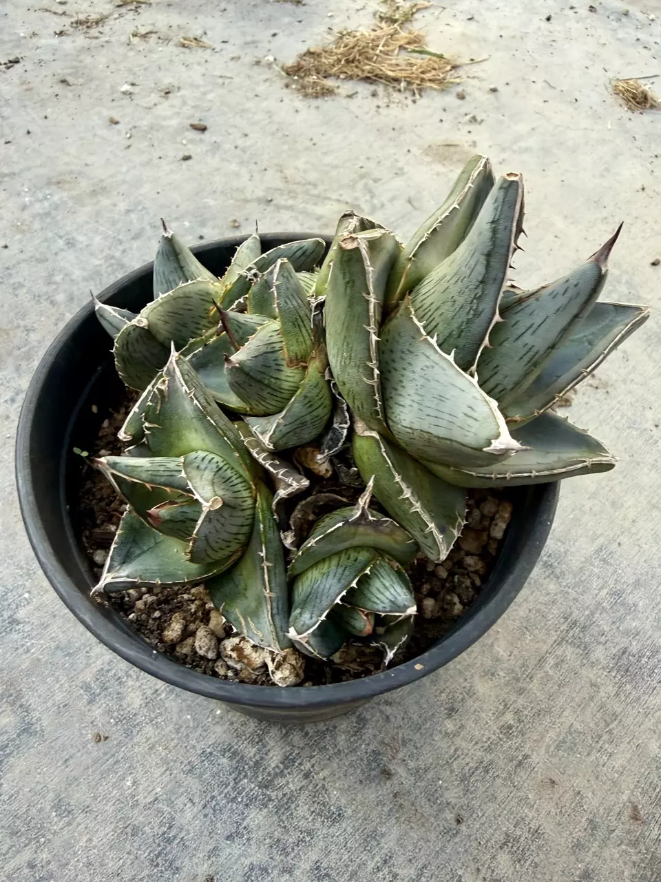 Agave pumila-5” pots thumbnail