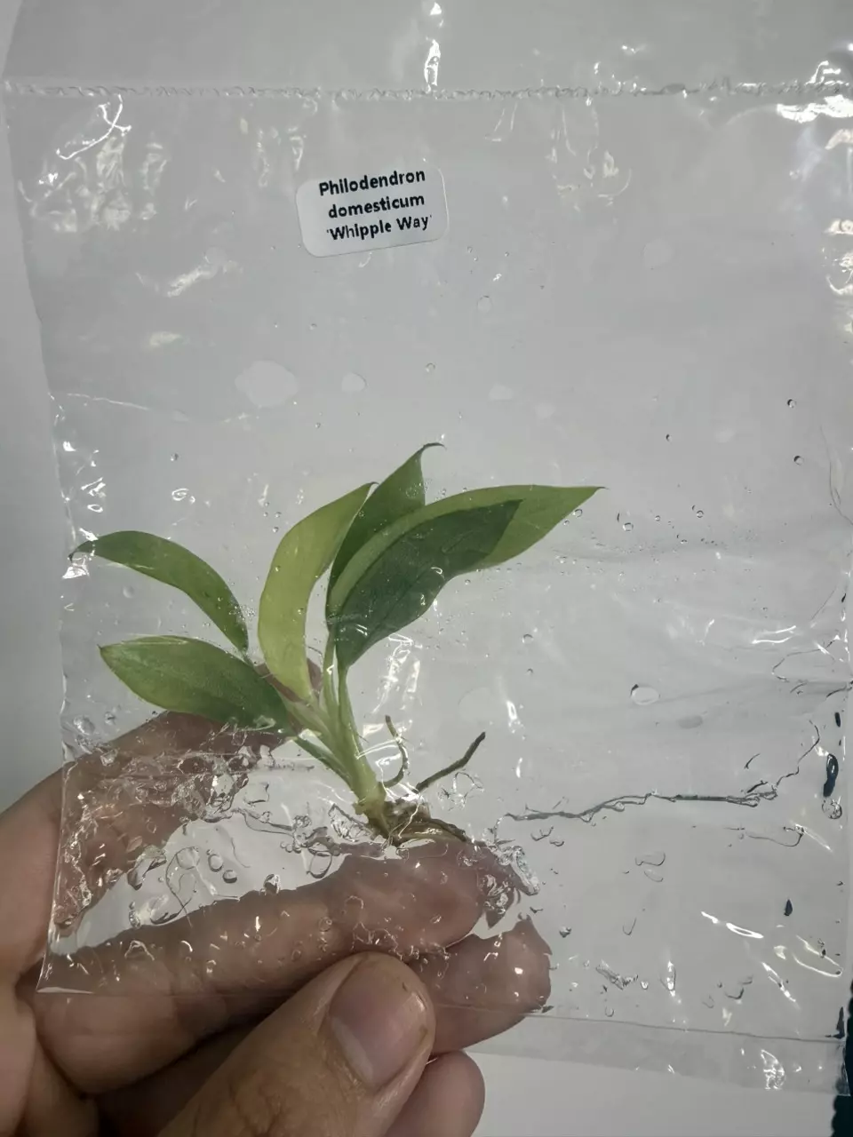 Philodendron domesticum Whipple Way V (TC) thumbnail