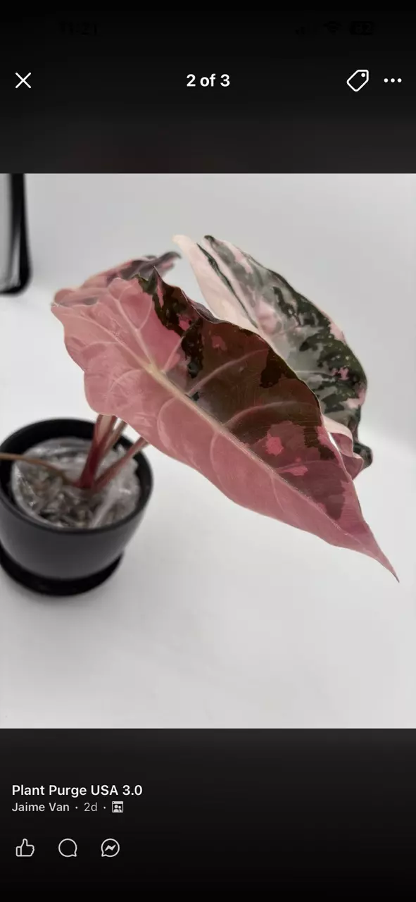 pink Chan Corm thumbnail