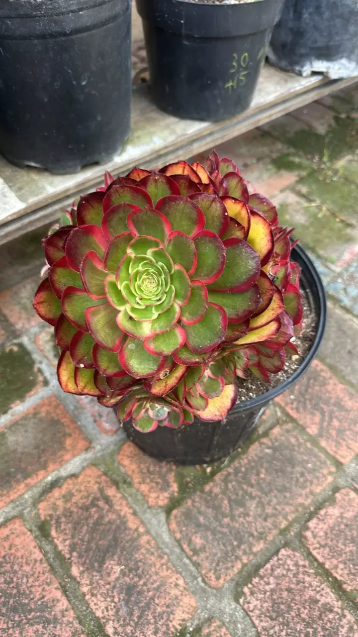 Aeonium lychee thumbnail