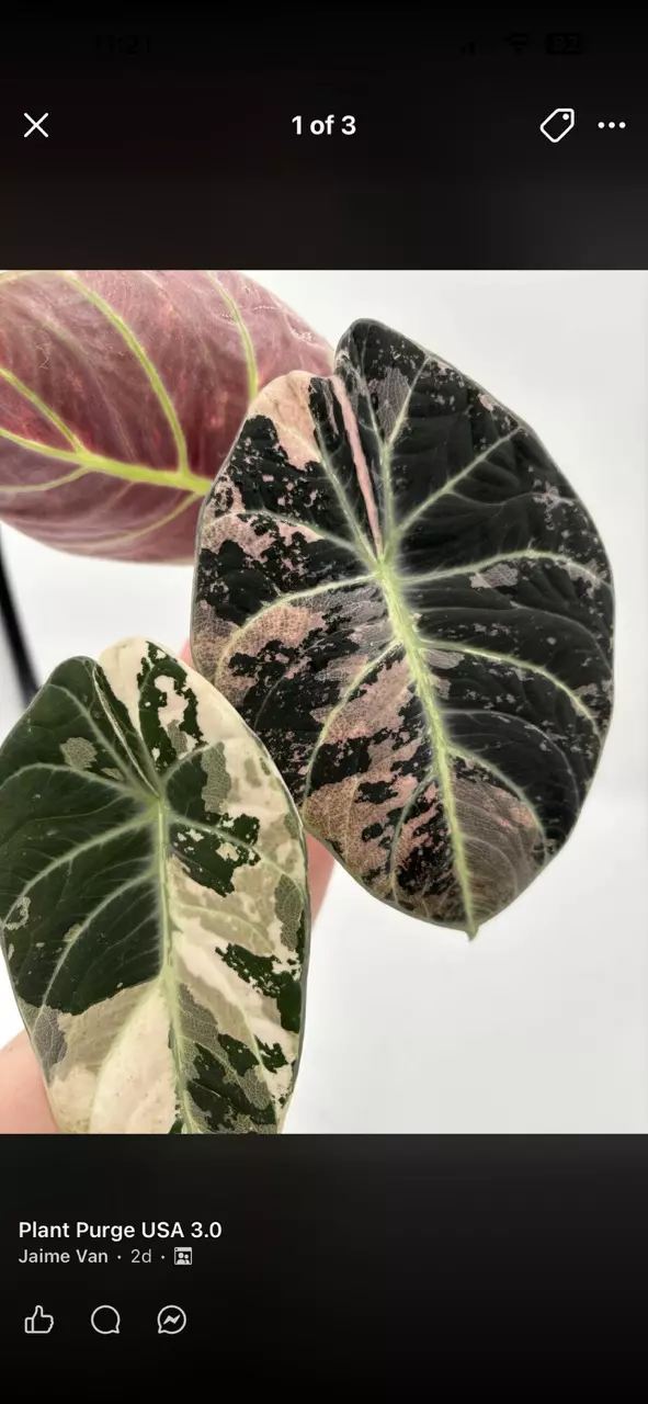 Pink Ninja Corm thumbnail