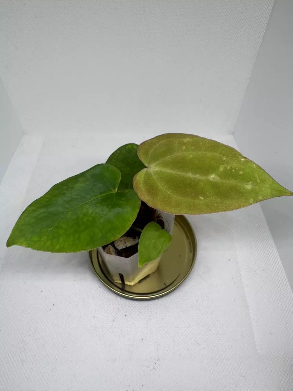 (Tim’s Mag x Tim’s Black) x Pap Ralph Lyman x Self thumbnail