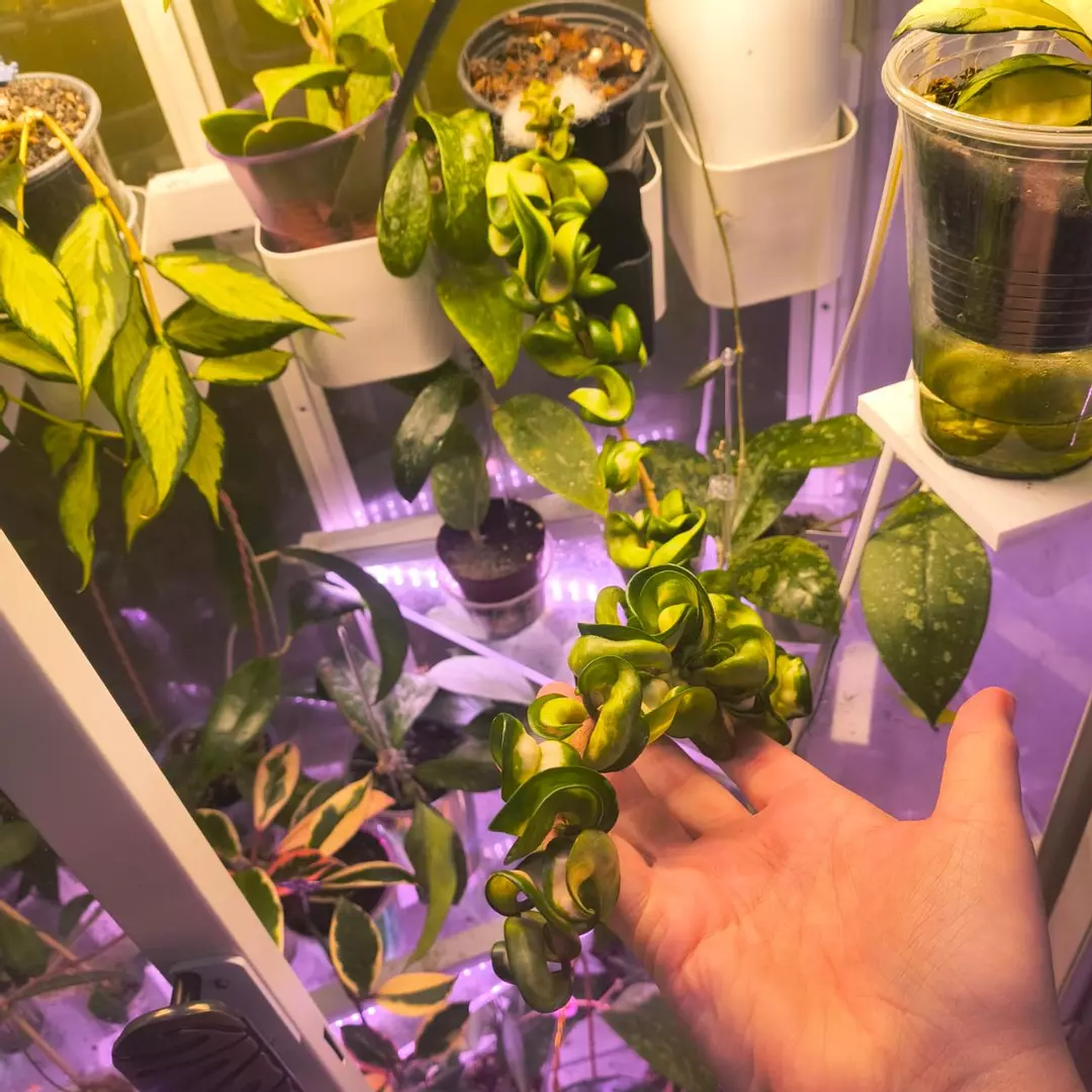 XXL Hoya Mauna loa thumbnail