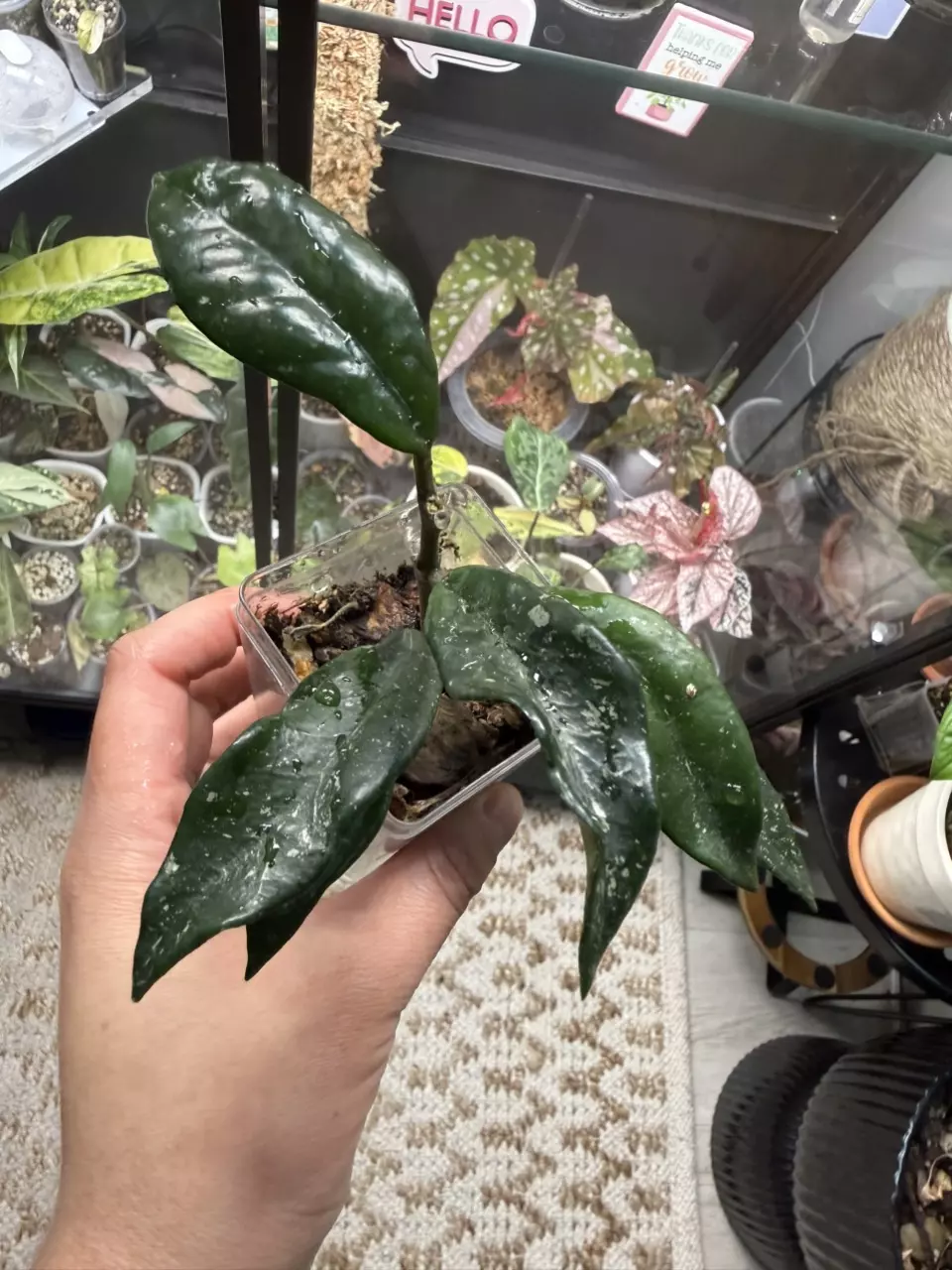 Hoya wilbur graves china thumbnail
