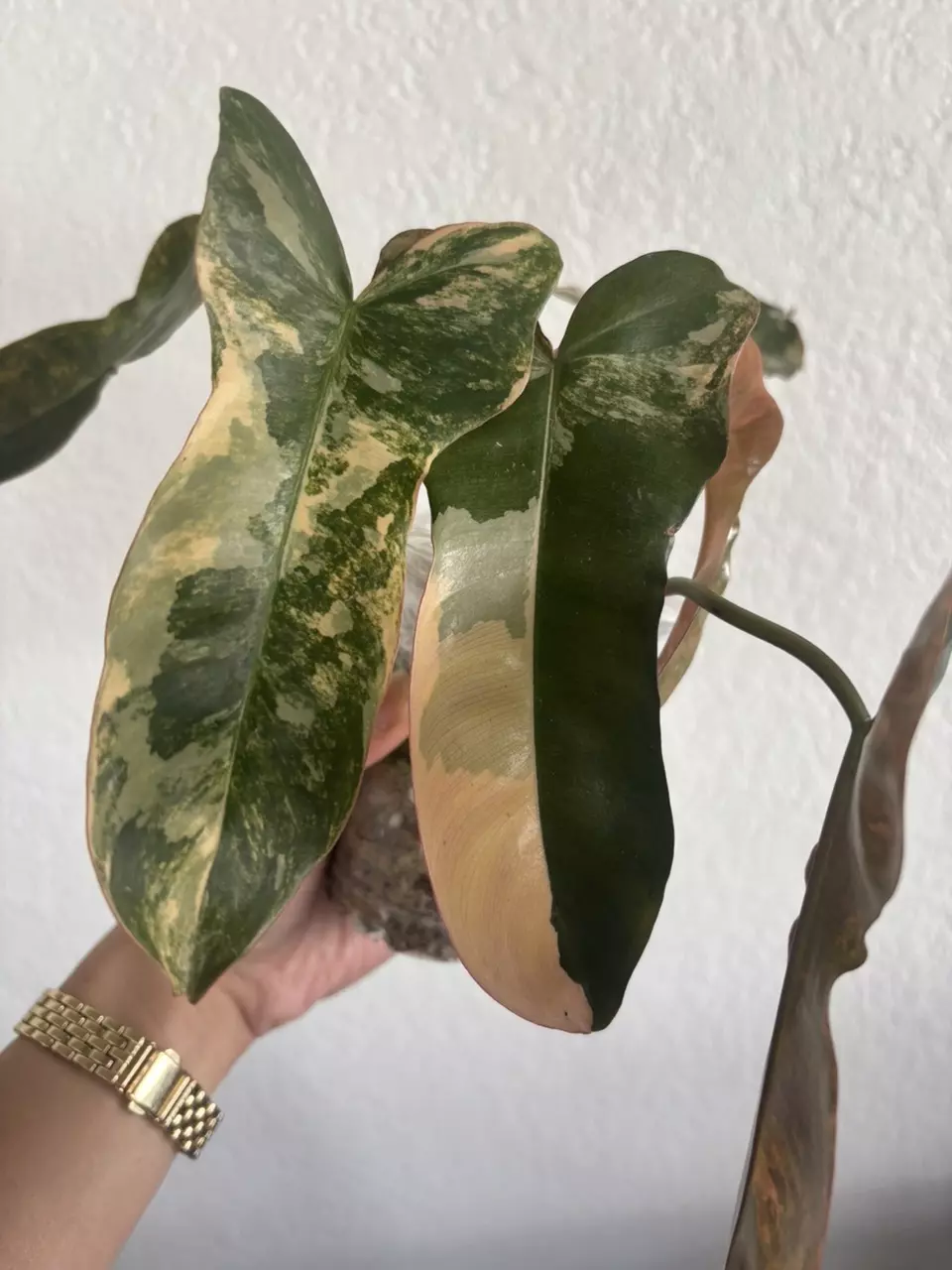 Brown Billitae thumbnail