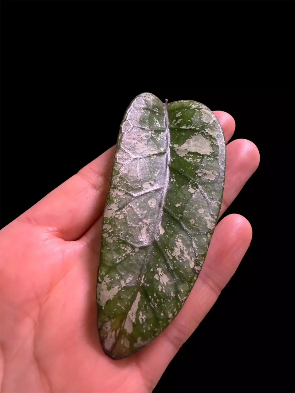 Hoya Gayo lues fresh cutting thumbnail