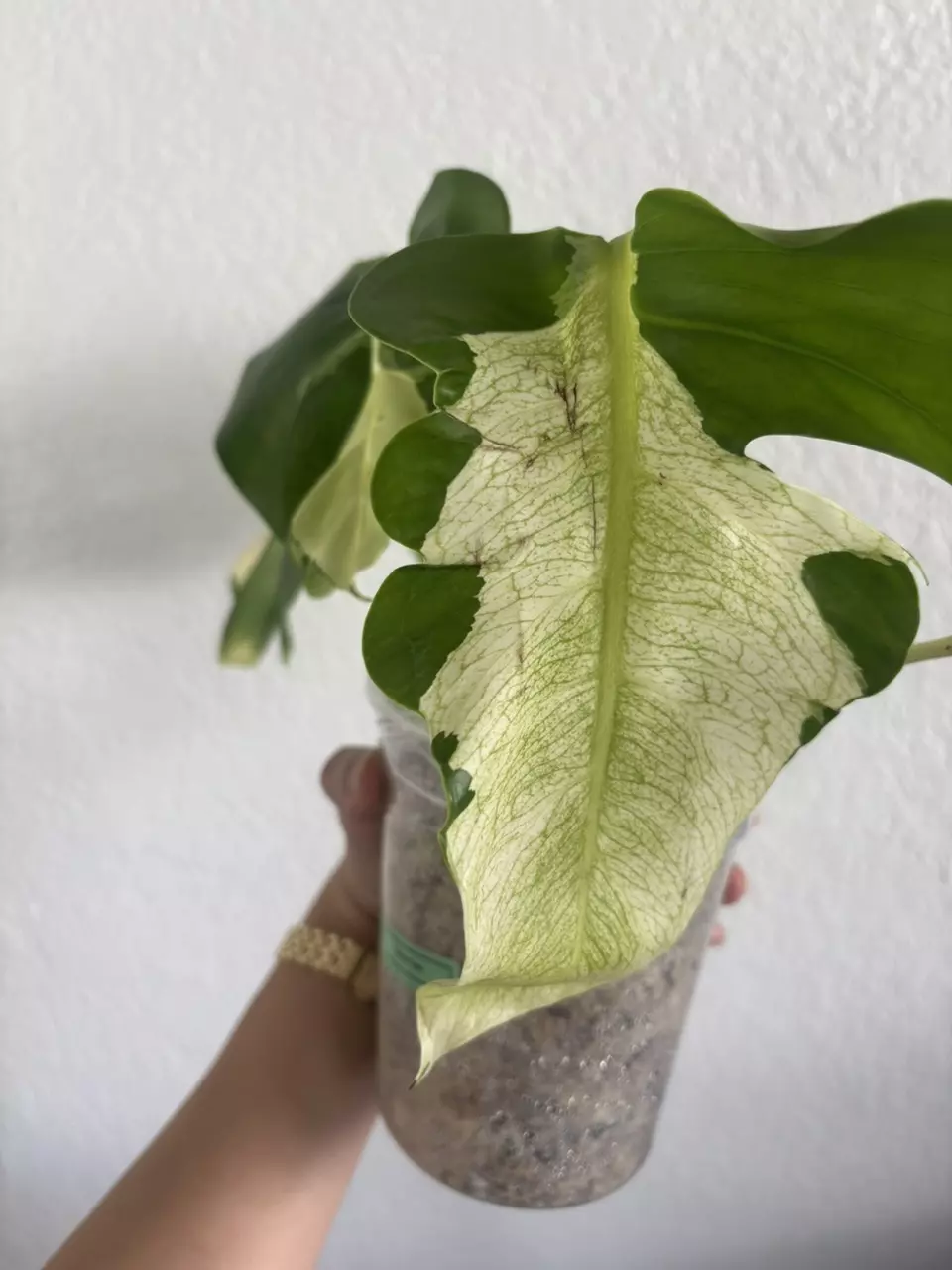 Monstera White Lava thumbnail