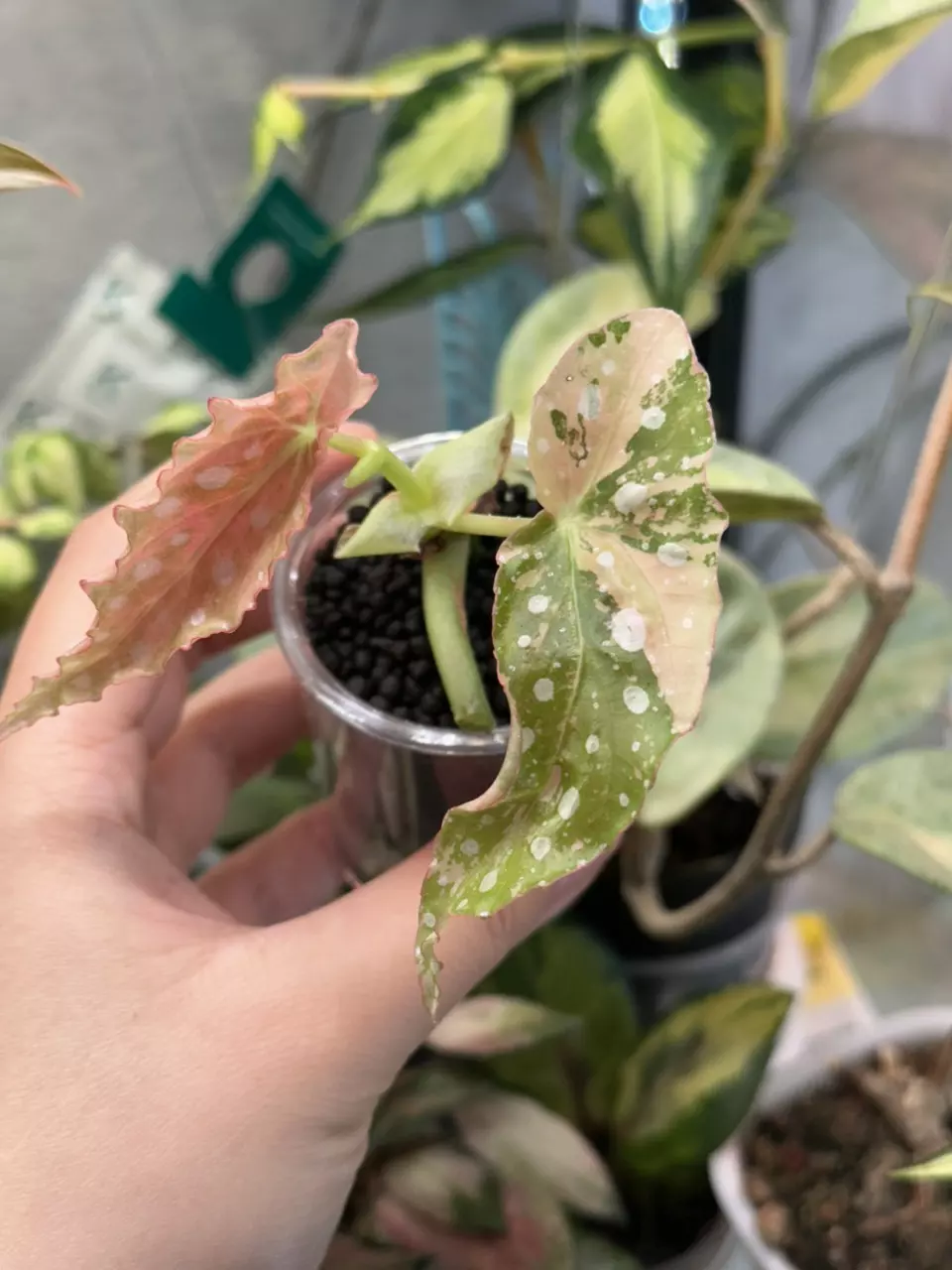 pink Maculata thumbnail