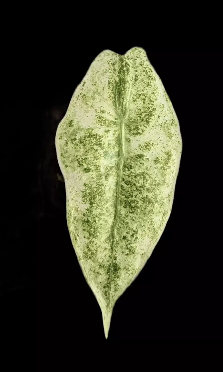 Longiloba Mottled Alocasia thumbnail