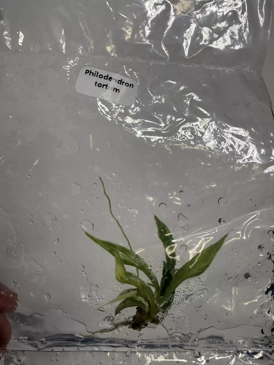 Philodendron Tortum V (TC) thumbnail